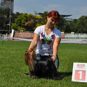 OLIMPIC STAR BLUEMARINE OLIMPIC STAR &mdash; Labaza DogPedigree YorkshireTerrier